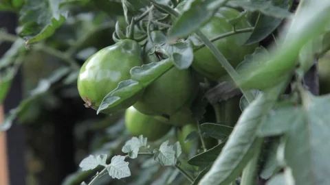 Green tomatoes on Bush Stock-Footage 71713128