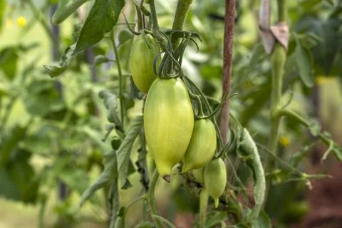 Green tomatoes on bush with white garters in greenhouse, not ripe tomato crop Stock Photos
