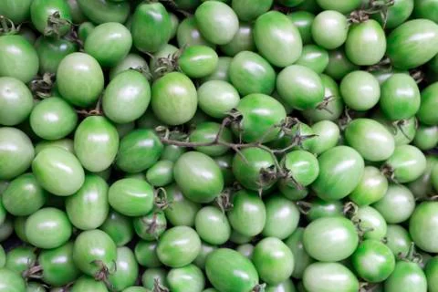 Green tomatoes close-up Stock Photos