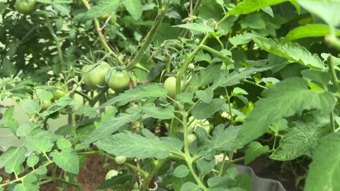 Green tomatoes close up view. Stock Footage 303972806