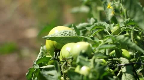 Green Tomatoes - Dolly Movement In Stock Footage 12097065