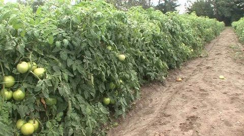 Green tomatoes in the field gauntlet Stock-Footage 42306949