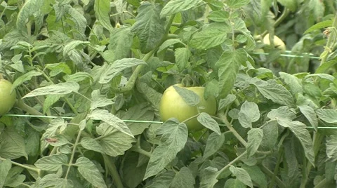 Green tomatoes in the field, one of them in dense foliage Stock Footage 42306794