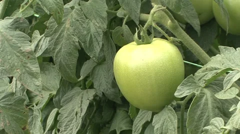 Green tomatoes in the field, one of them Stock Footage 42306926