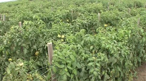 Green tomatoes in a field planted with dense vegetables Stock Footage 42309080