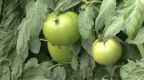 Green tomatoes in the field, three of them Stock Footage 42307029