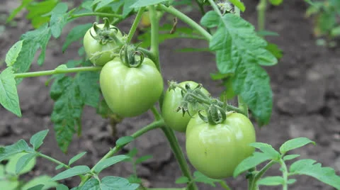 Green tomatoes Stock Footage 25157125