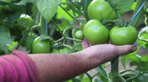 Green tomatoes Stock Footage 64339093