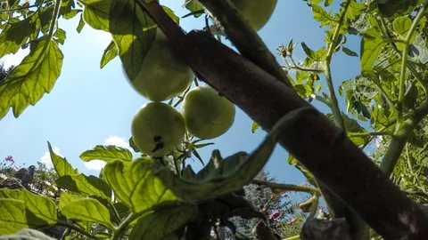 Green tomatoes Stock Footage 100567831