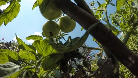 Green tomatoes Stock Footage 100567832