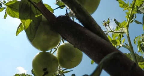 Green tomatoes Stock Footage 100567834