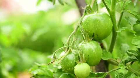 Green tomatoes Stock Footage 133179962