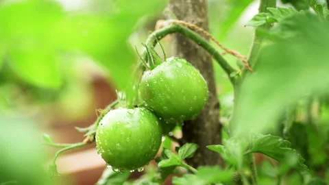 Green tomatoes Stock Footage 133180216