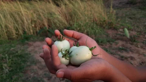 Green tomatoes. Video stock 139029267