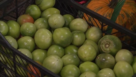 Green tomatoes Video stock 160598202