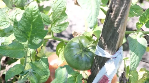 Green tomatoes Stock Footage 203567224