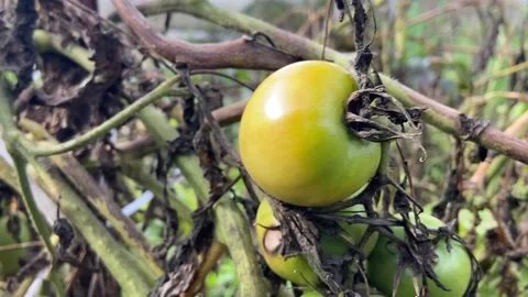 Green tomatoes. Stock Footage 218300798
