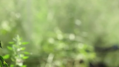 Green tomatoes Video stock 265071467