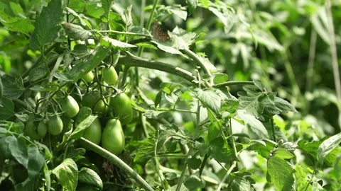Green tomatoes Stock Footage 265071833