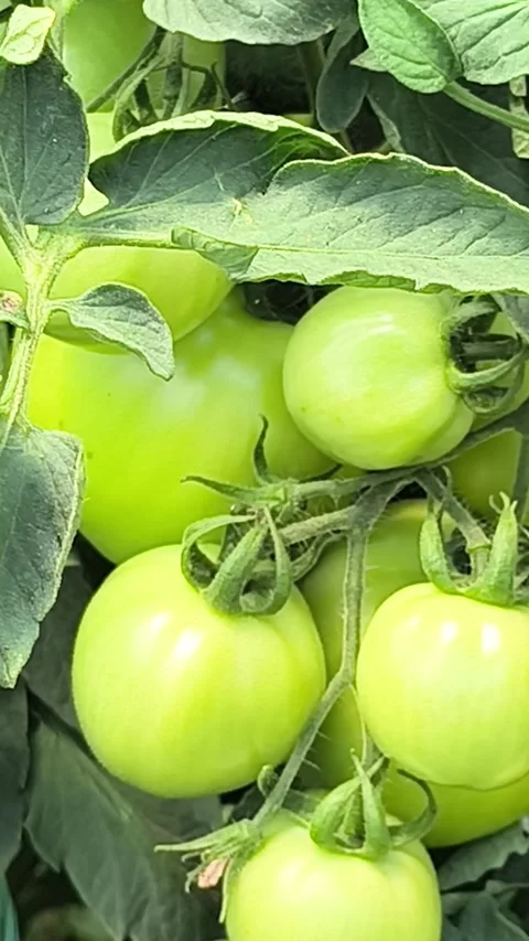Green tomatoes Stock Footage 339888232