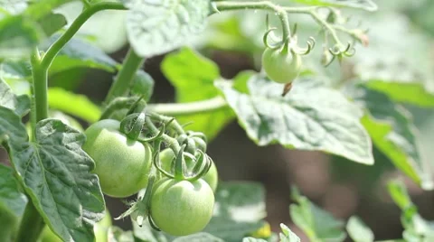 Green tomatoes in the garden after the rain Stock Footage