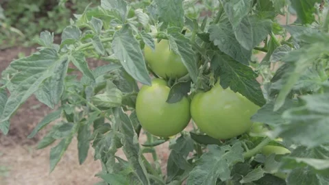 Green Tomatoes In Garden Stock Footage 198355316