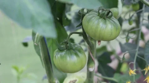 Green tomatoes in the greenhouse Stock Footage 77410956