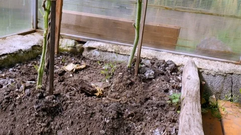 Green tomatoes in the greenhouse Stock Footage