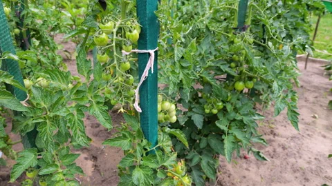 Green tomatoes grow on a vine in the open ground garden.  Video stock 340528771