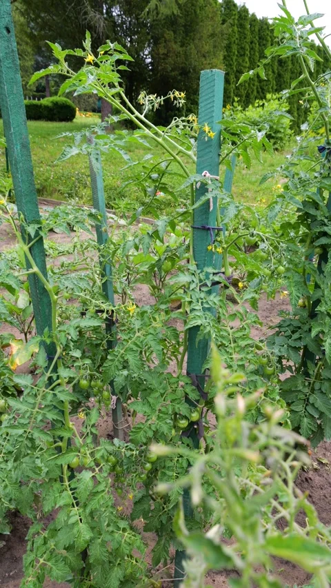 Green tomatoes grow on a vine in the open ground garden.  Vídeos de archivo 340636790