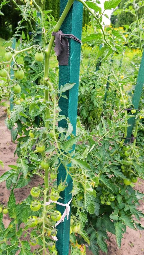 	Green tomatoes grow on a vine in the open ground garden. Stock Footage 340859095