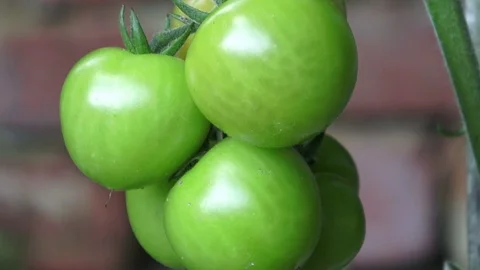 Green tomatoes growing on the branches. It is cultivated in the garden. Stock Footage 77920723