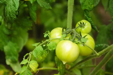 Green tomatoes growing on the branches. It is cultivated in the garden. Stock Photos