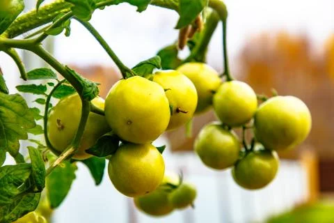 Green tomatoes growing on the branches. Stock Photos