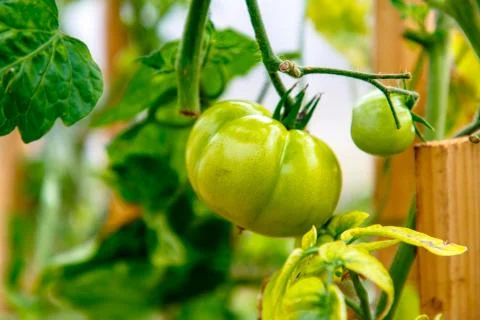 Green tomatoes growing on the branches. Stock Photos