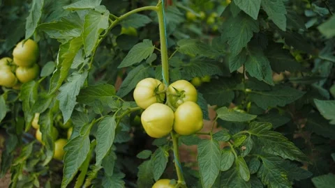 Green tomatoes growing in clusters on plant Stock Footage 313665897