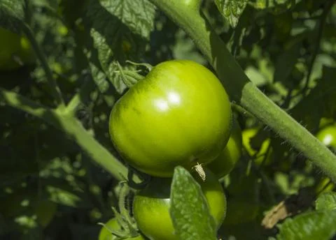 Green tomatoes growing Foto stock