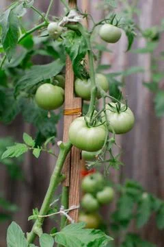 Green tomatoes growing on a support stake in a backyard garden during summer Stock Photos
