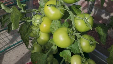 Green tomatoes growing together. Stock Footage 159203446