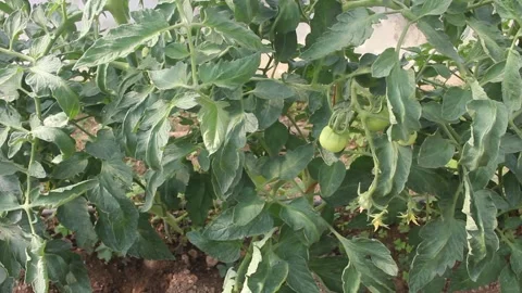 Green Tomatoes Growing on the Vine inside Domestic Greenhouse 스톡 동영상 337911129