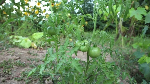 Green Tomatoes Growing on Vine in Vegetable Garden Stock Footage 345354756