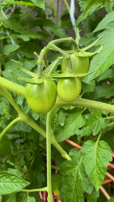 Green tomatoes hanging on a thriving vine an example of fresh vegetables. Stock Footage 340251771
