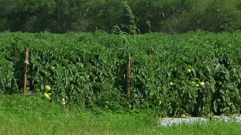Green Tomatoes Low Stock Footage 455889