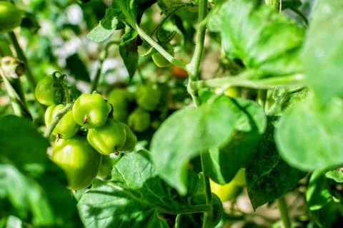 The green tomatoes on many tomato plants that have been planted by gardeners Stock Photos