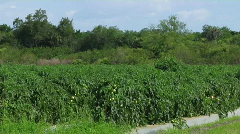 Green Tomatoes Medium Stock Footage 455906