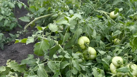 Green tomatoes, not yet ripe, grow on a twig in the garden Stock Footage 280498511