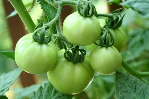 Green tomatoes Stock Photos