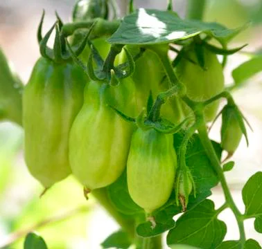 Green tomatoes Stock Photos