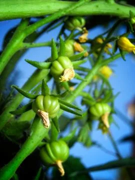 Green tomatoes Stock Photos