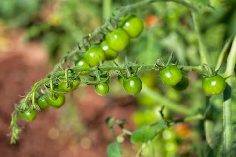 Green tomatoes Stock Photos